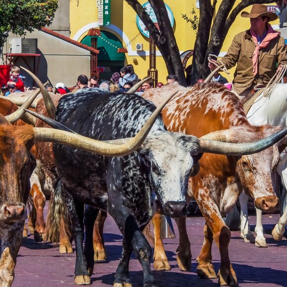 Meet your Posher, Tawny K - Picture 2 of 10